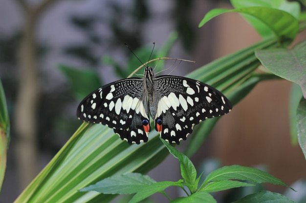 Foto mariposa de lima común posado sobre una planta