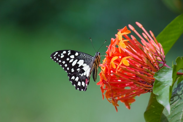 Mariposa de lima común