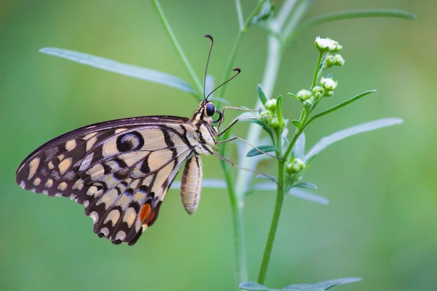 La mariposa de lima común