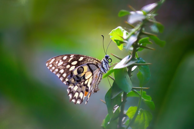 La mariposa de lima común