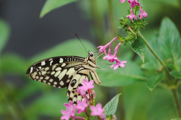 La mariposa lima está chupando néctar, polen en la naturaleza.