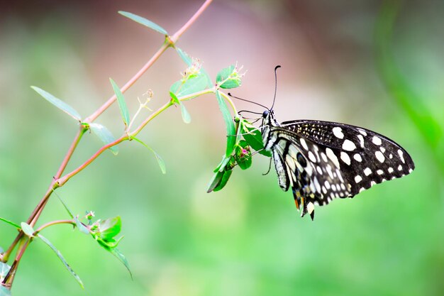 Mariposa de limón cola de golondrina de lima y mariposa de cola de golondrina a cuadros descansando sobre las plantas de flores