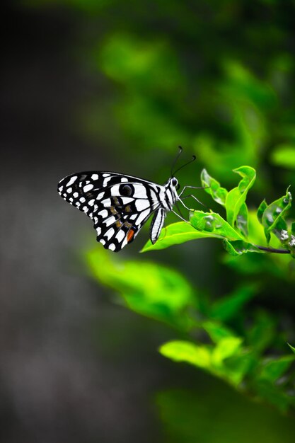 Mariposa de limón cola de golondrina de lima y mariposa de cola de golondrina a cuadros descansando sobre las plantas de flores