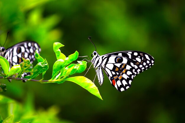 Mariposa de limón cola de golondrina de lima y mariposa de cola de golondrina a cuadros descansando sobre las plantas de flores