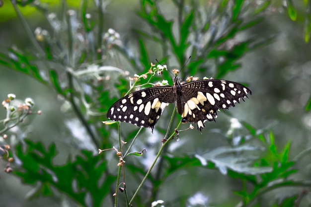 Mariposa de limón cola de golondrina de lima y mariposa de cola de golondrina a cuadros descansando sobre las plantas de flores