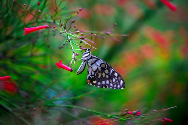 Mariposa de limón cola de golondrina de lima y mariposa de cola de golondrina a cuadros descansando sobre las plantas de flores