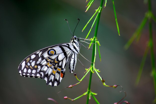 Mariposa de limón cola de golondrina de lima y mariposa de cola de golondrina a cuadros descansando sobre las plantas de flores