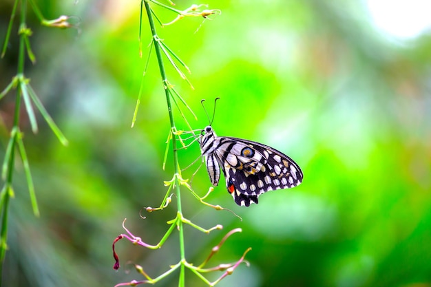 Mariposa de limón cola de golondrina de lima y mariposa de cola de golondrina a cuadros descansando sobre las plantas de flores