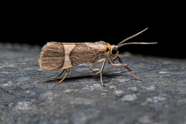 Mariposa Líquen Adulto