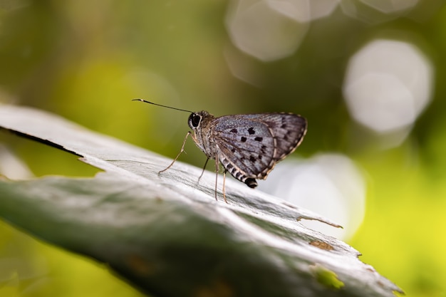 Mariposa de lunares descansando en el día