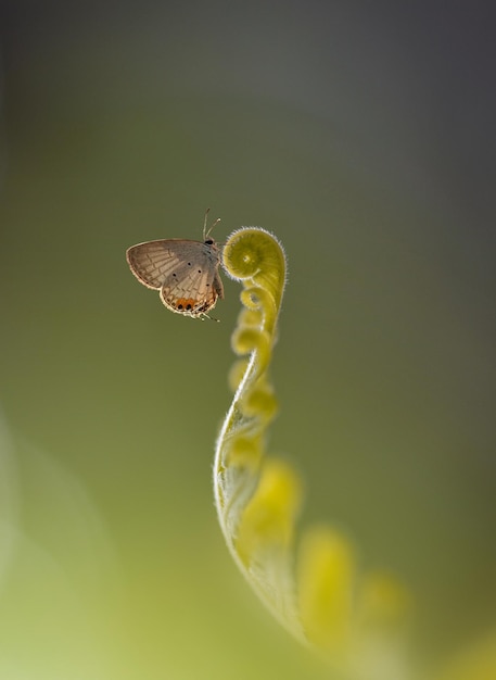 Foto mariposa en la luz de fondo