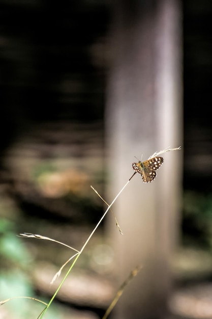 Mariposa de madera moteada Pararge aegeria