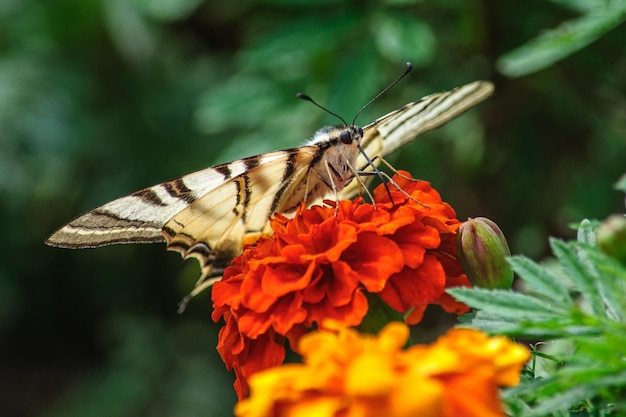 Una mariposa mahaon recoge néctar de una flor de caléndula