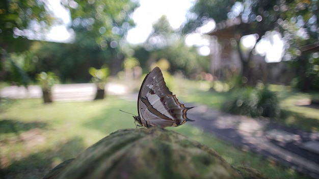 Foto mariposa en la mañana