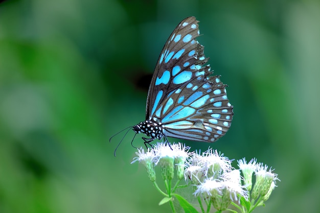 Mariposa manchada azul del algodoncillo