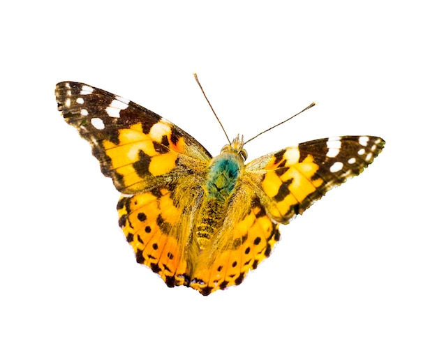 Mariposa manchada de naranja durante un vuelo sobre un fondo blanco aislado_