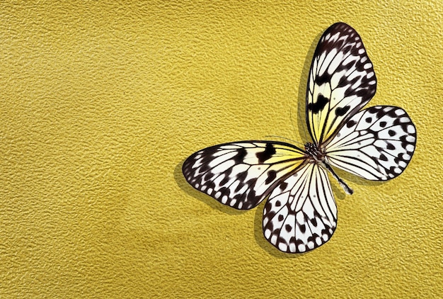Una mariposa con manchas blancas y negras en sus alas