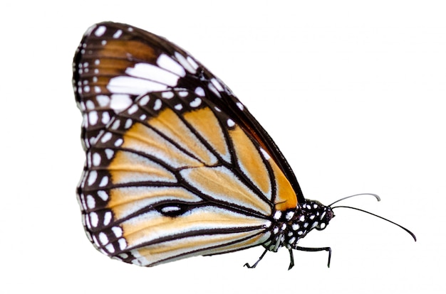 Foto mariposa manchas naranja amarillo fondo blanco aislar