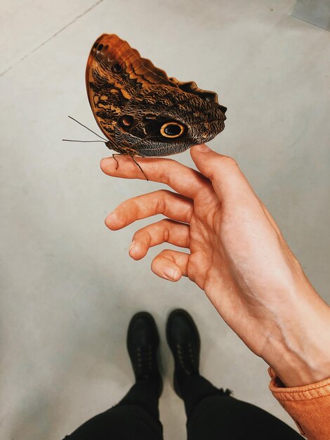 Foto mariposa en la mano de las chicas