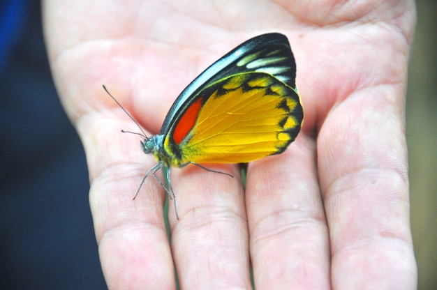 Mariposa en la mano