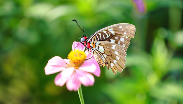 Una mariposa con marcas anaranjadas y negras en sus alas está sobre una flor