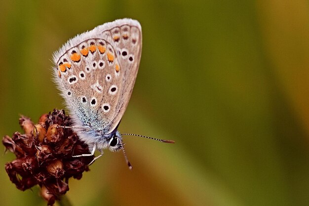 Una mariposa con marcas anaranjadas se sienta en una flor.