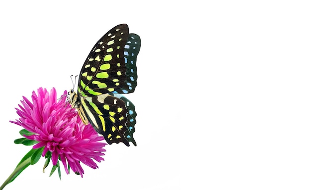 una mariposa con una mariposa y una flor al fondo