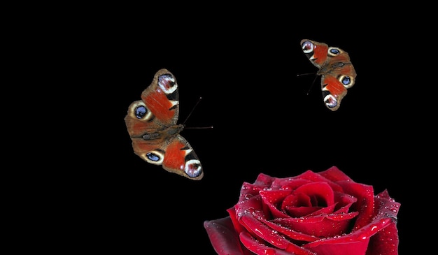 mariposa y mariposa en una rosa roja