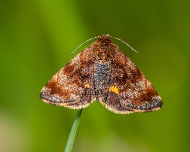 Foto mariposa marrom na ponta da grama