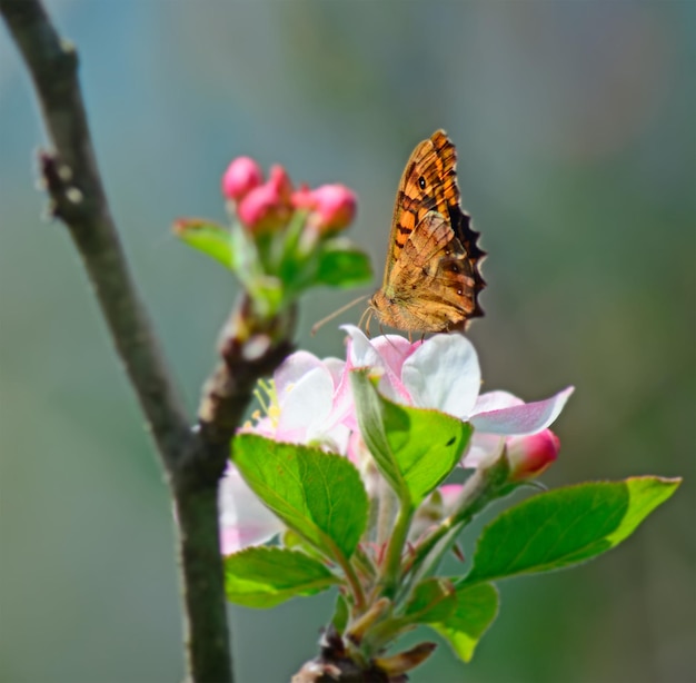 Mariposa marrón en una flor de manzana