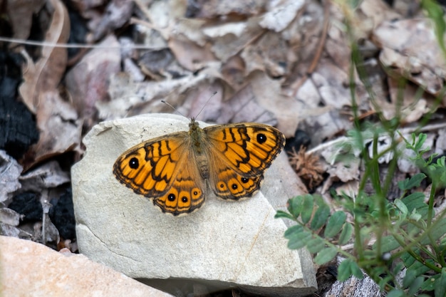 Foto mariposa marrón de pared (lasiommata megera) descansando sobre una roca bajo el sol
