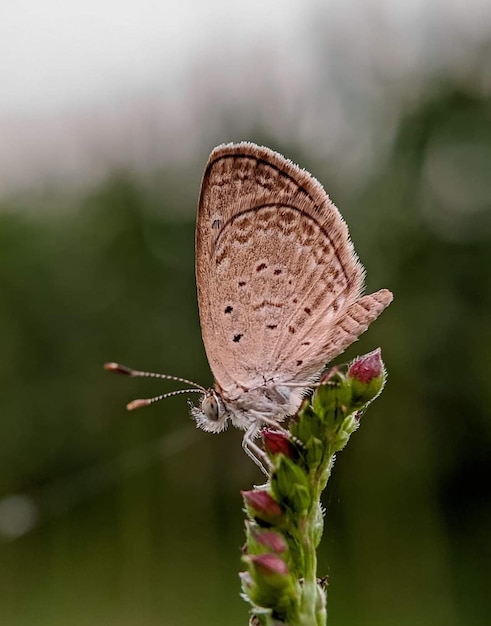 Una mariposa marrón se sienta en una flor verde.