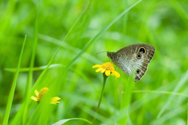 Una mariposa marrón Ypthima huebneri.