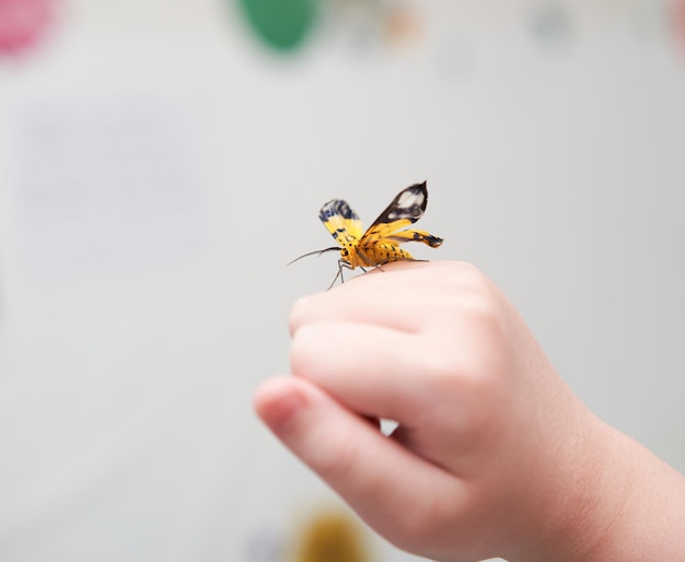 Mariposa mascota en el dedo de la mano en la habitación