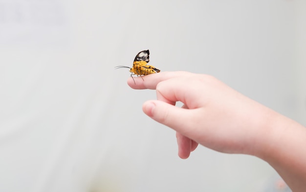 Mariposa mascota en el dedo de la mano en la habitación