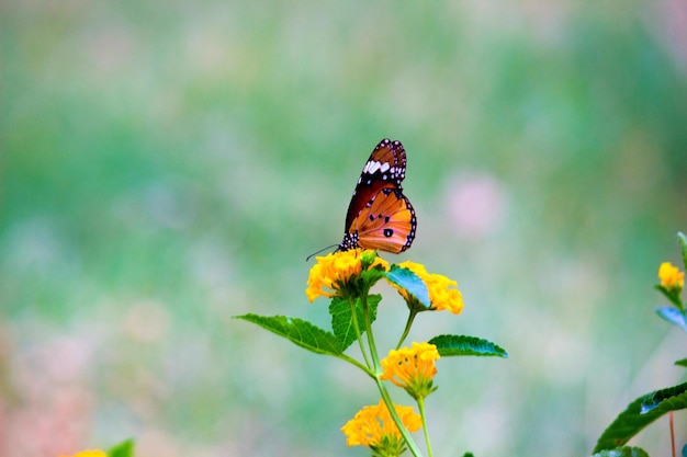 Mariposa Moarch descansando sobre la planta de flores