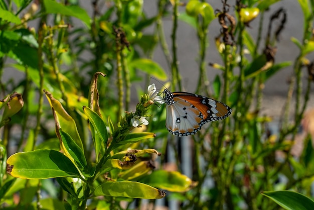Una mariposa monarca alimentándose de flores blancas en un día soleado