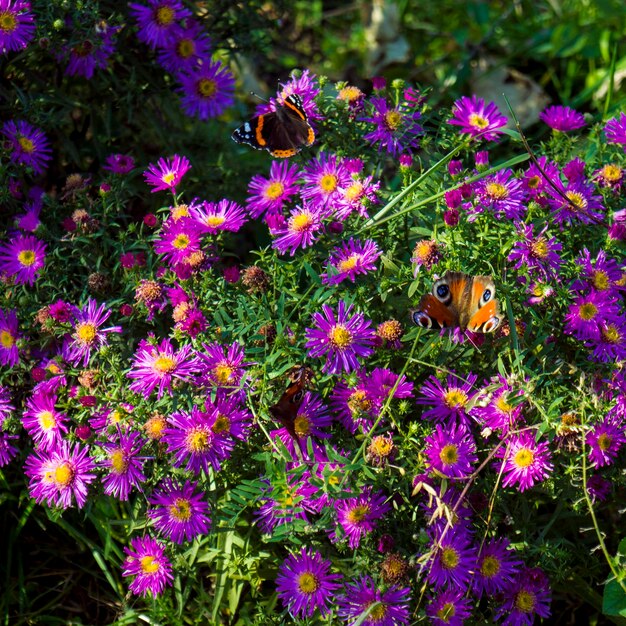 Mariposa monarca en Asters púrpura