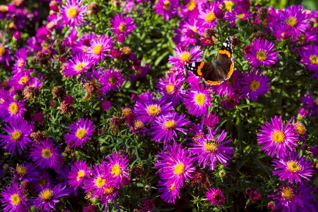 Mariposa monarca en Asters púrpura