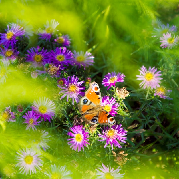 Mariposa monarca en Asters púrpura