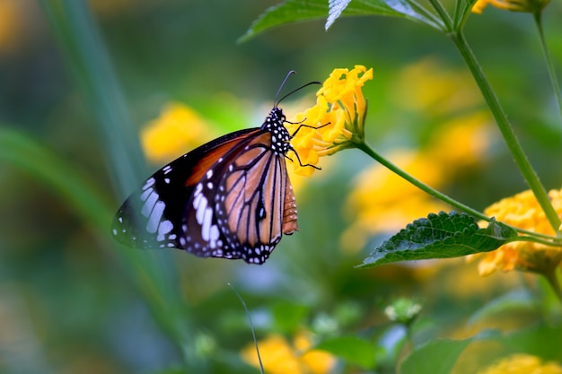 Mariposa monarca Danaus plexippus sobre girasoles de color amarillo brillante en una soleada mañana de verano