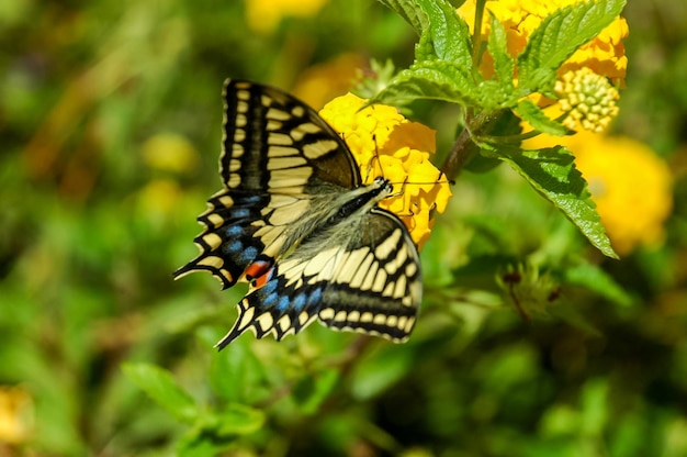 Mariposa monarca Danaus plexippus