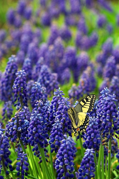 Una mariposa monarca descansa sobre una flor morada.