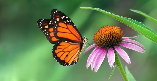 Una mariposa monarca está en una flor.