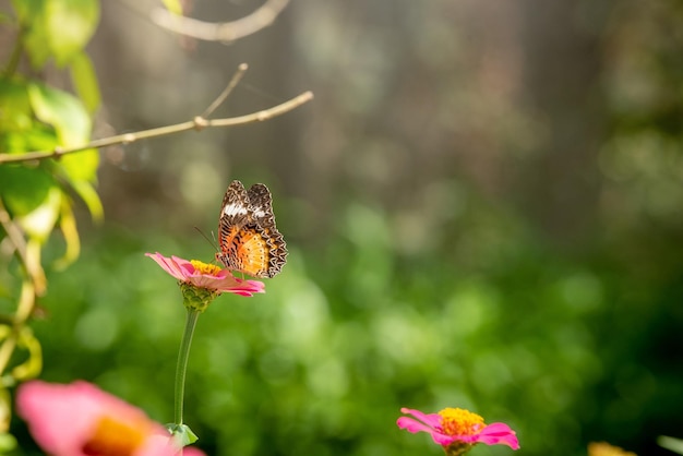 Mariposa monarca en flores amarillas con fondo verde