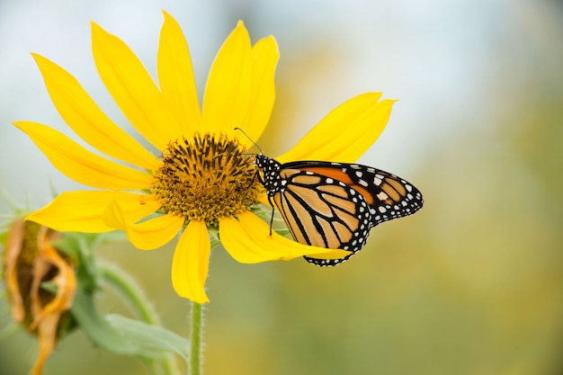 Foto mariposa monarca en girasol salvaje