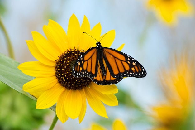 Mariposa monarca y hermoso girasol