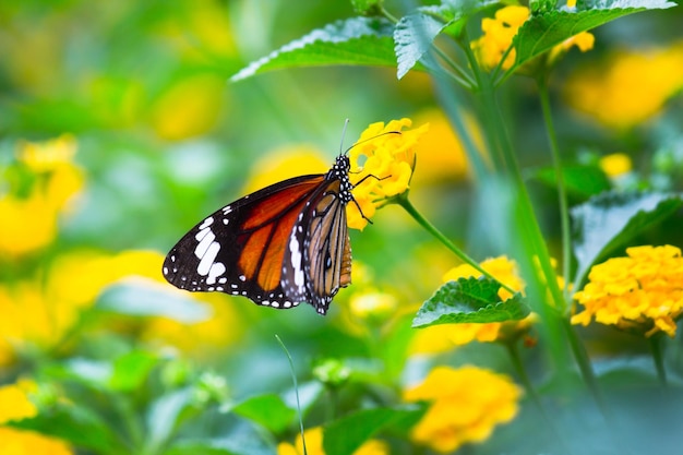 Mariposa Monarca - Una mariposa monarca alimentándose de flores en un jardín de verano