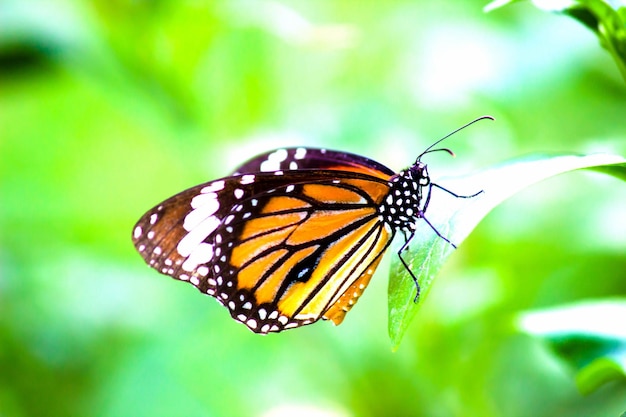 Mariposa monarca Una mariposa monarca alimentándose de flores en un jardín de verano