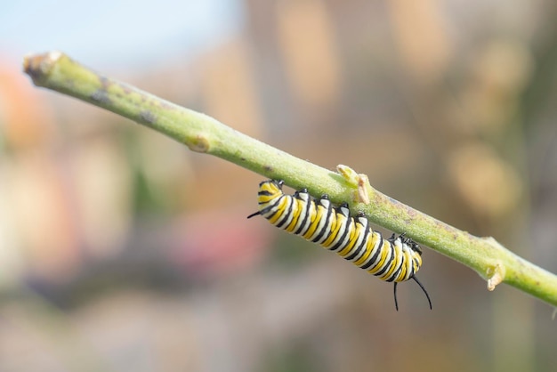 Mariposa monarca o monarca (Danaus plexippus) Málaga, España